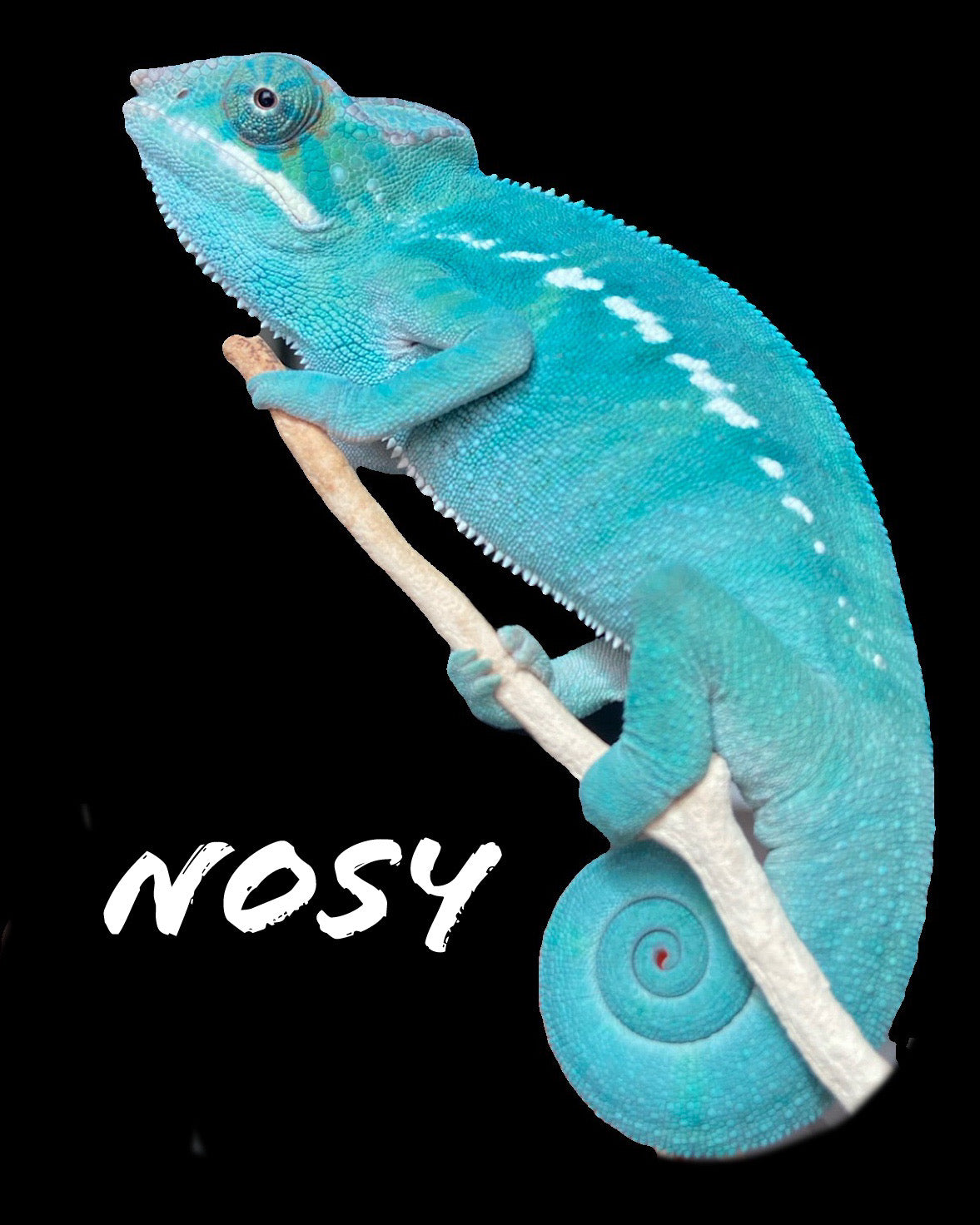 Male Nosy and SLB -  Baby Chameleon with All-In-One Automated Habitat kit