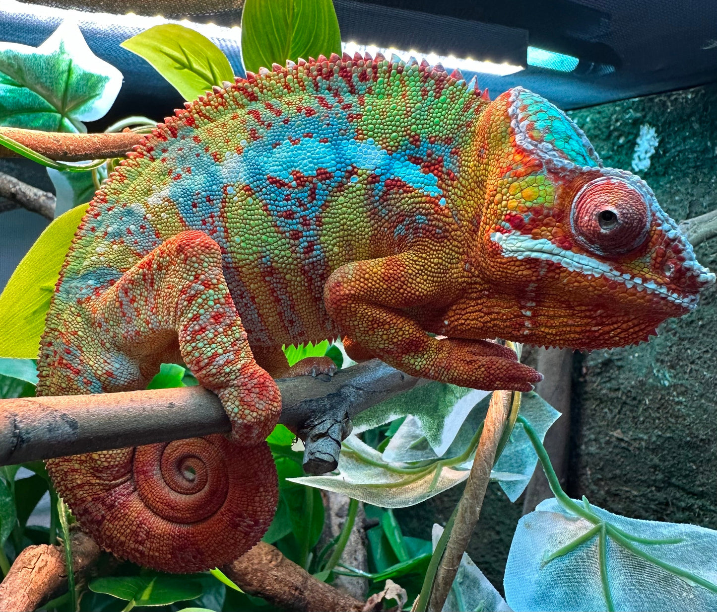 Male Baby Chameleon of Ranboo and Dumpling including All-In-One habitat kit