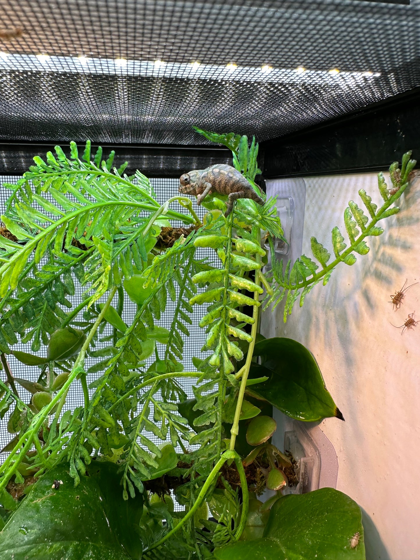 Male Nosy and SLB -  Baby Chameleon with All-In-One Automated Habitat kit