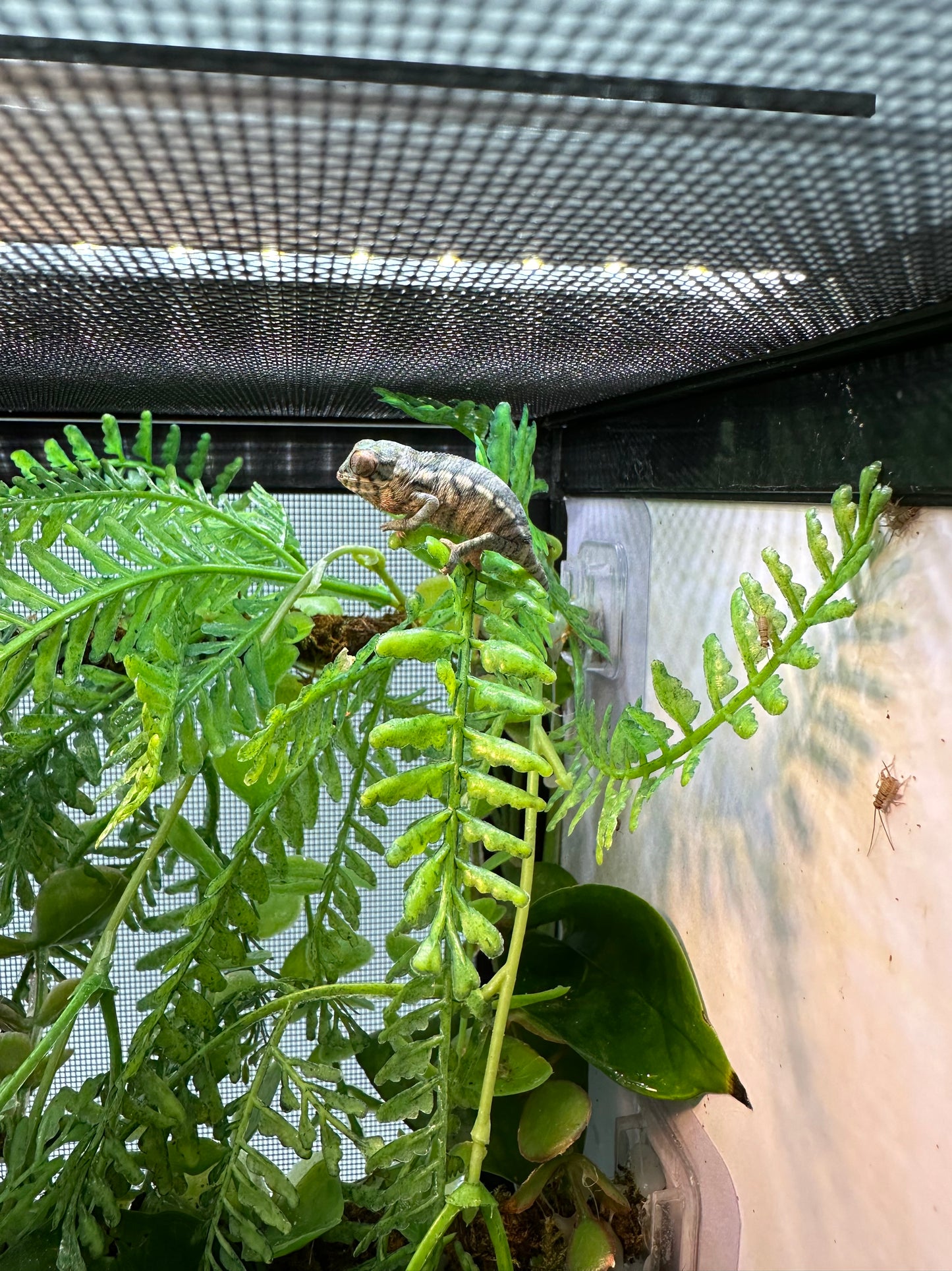 Size 10: 10"x10"x16" Chameleon Hatchling Deluxe(WIFI controlled, fully automated) Habitat kit